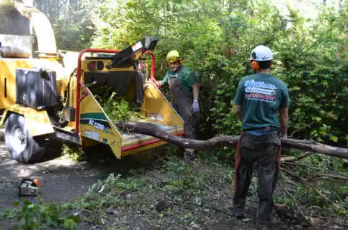 tree services Bootjack